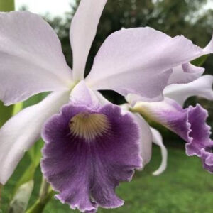 LC CANHAMIANA X L TENEBROSA
