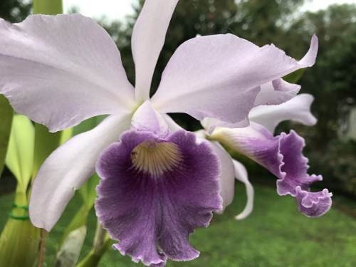 LC CANHAMIANA X L TENEBROSA