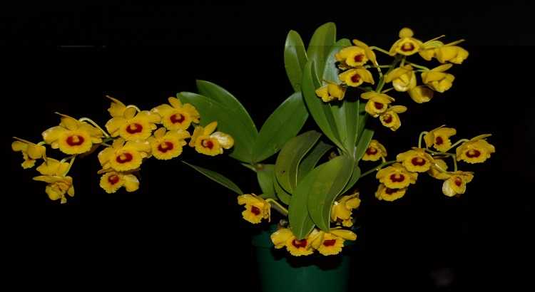 DENDROBIUM CHRYSOTOXUM ADULTA - Imagem 2