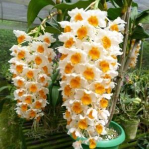 DENDROBIUM THYRSIFLORUM ADULTO