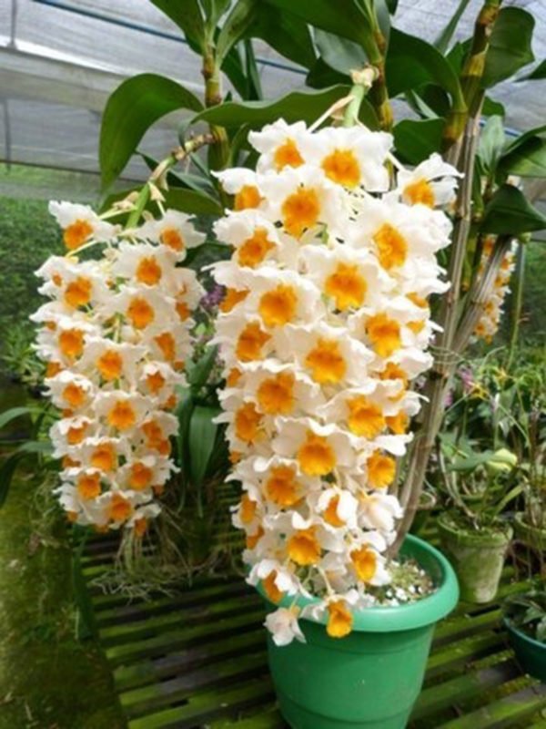DENDROBIUM THYRSIFLORUM ADULTO