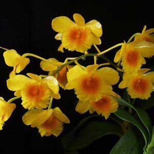 DENDROBIUM CHRYSOTOXUM ADULTA