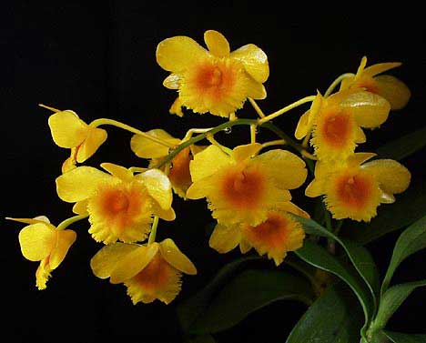 DENDROBIUM CHRYSOTOXUM ADULTA