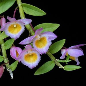 DENDROBIUM LODIGESI MUDA 5 A 10 CM
