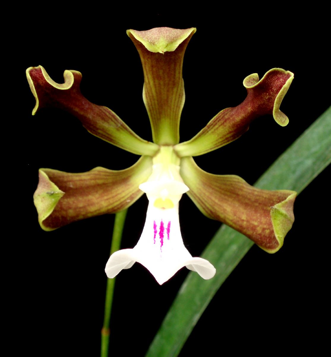 ENCYCLIA CORDIGERA PRÉ ADULTA