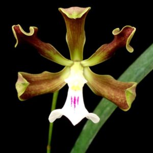ENCYCLIA CORDIGERA - ADULTO