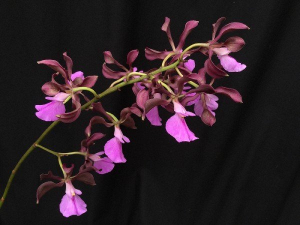 ENCYCLIA CORDIGERA - ADULTO - Imagem 2