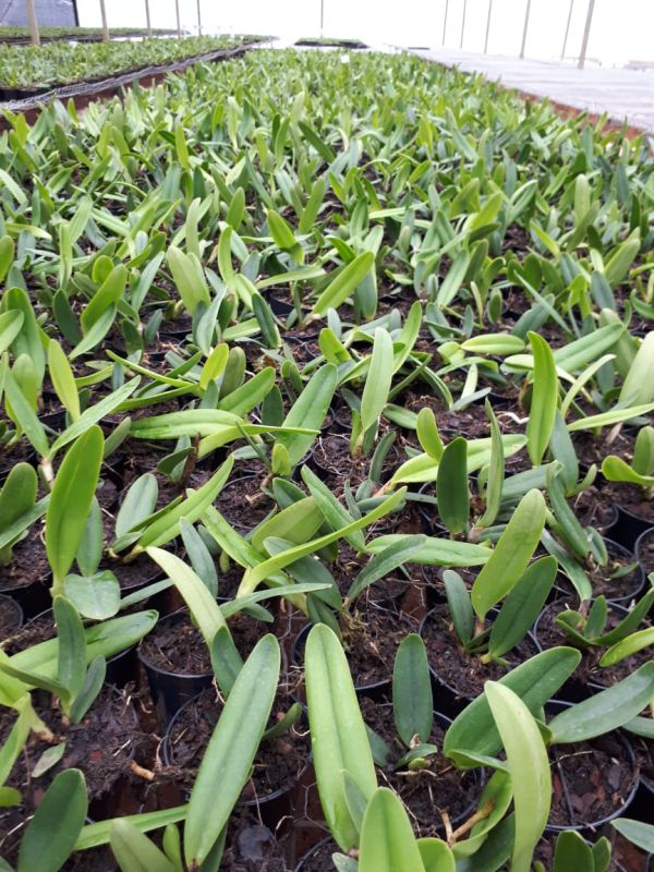 KIT DE MUDAS DE CATTLEYA ESPECIAIS- 10 UNIDADES - Imagem 2