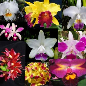 KIT DE MUDAS DE ORQUÍDEAS 10 UNIDADES