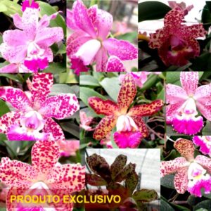 CATTLEYA PINTALGADA - 1 UNIDADE