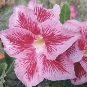 ROSA DO DESERTO LM12