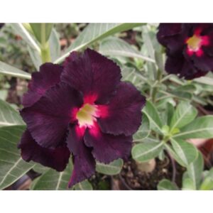 ROSA DO DESERTO LM-3