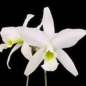 LAELIA ANCEPS ALBA ADULTO