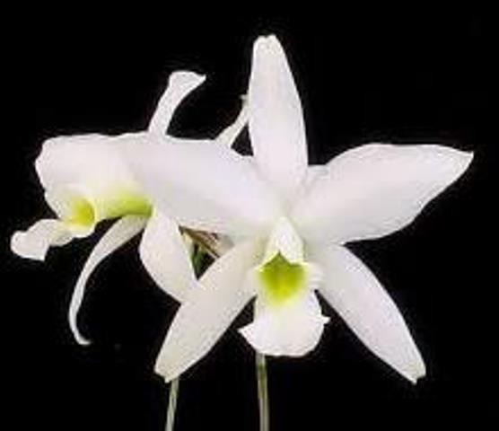 LAELIA ANCEPS ALBA ADULTO