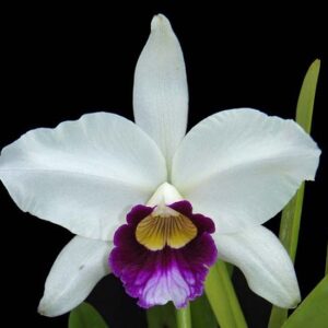 LAELIA PURPURATA ADULTA