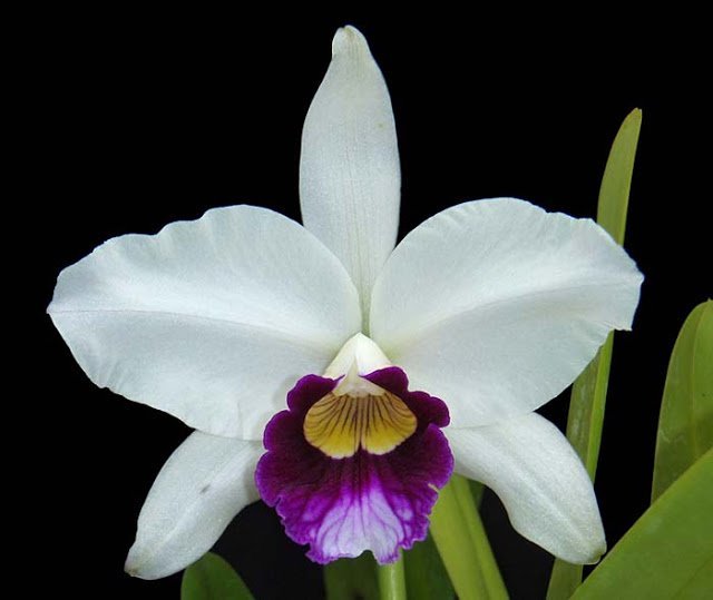 LAELIA PURPURATA ADULTA