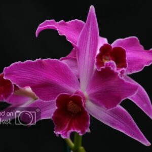 L.PURPURATA FLAMEA X PURPURATA RUBRA ADULTO