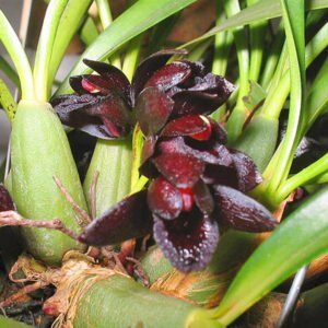 MAXILARIA SCHUNKEANA