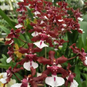 ORQUIDEA CHOCOLATE - MUDA 10 A 20 CM