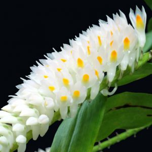 DENDROBIUM SECUNDUM ALBA ADULTO