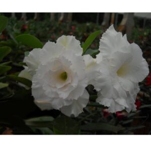 ROSA DO DESERTO TS305