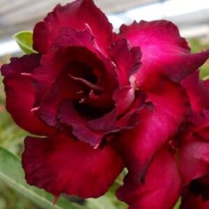ROSA DO DESERTO VIOLET