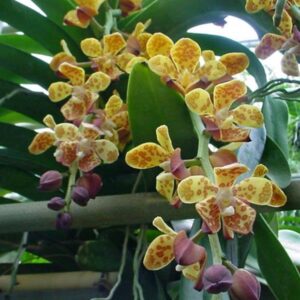 VANDOPSIS GIGANTEA ADULTA