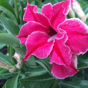 ROSA DO DESERTO BEAUTYFULL SMYLE