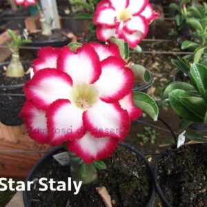 ROSA DO DESERTO STAR STYLE