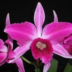 L PURPURATA FLAMEA X SELF