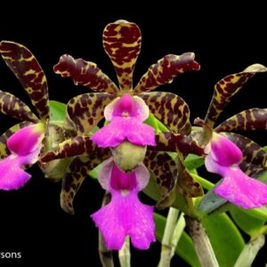 C. ACLANDIAE