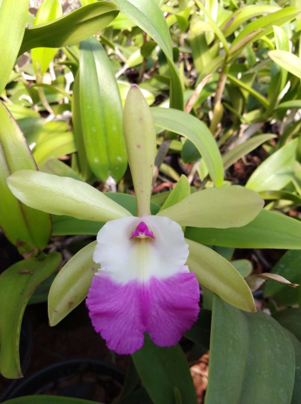 ACLANDIAE X ARISTOCRATA ADULTA
