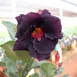 ROSA DO DESERTO BLACK STEEL