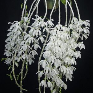 DENDROBIUM ANOSMUM ALBA ADULTO