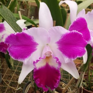 BLC. AQUI FINN NATURE BEST ADULTA
