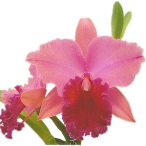 BLC SALMON SPLENDOR "RADIANT"
