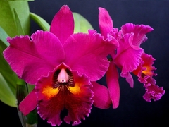 BLC. EDISTO NEW BERRY ADULTA