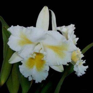 BLC ISLAND CHAYN BLUMEN INSEL- ADULTA