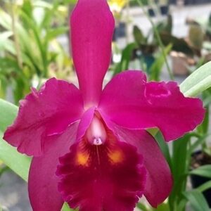 C. TAKEO YAMAGUCHI X C CHOCOLATE DROP MUDA