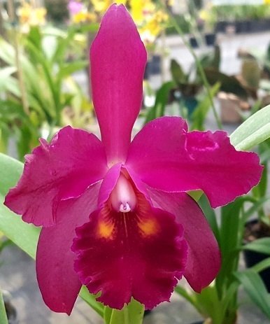 C. TAKEO YAMAGUCHI X C CHOCOLATE DROP MUDA