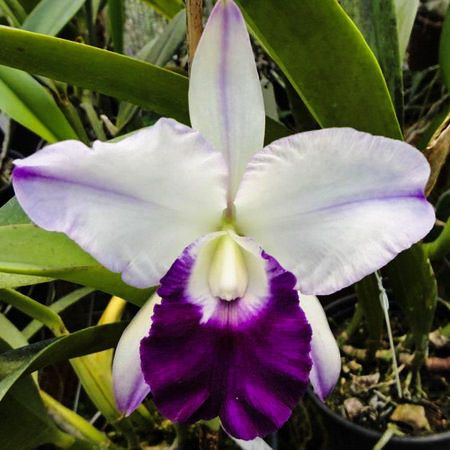 LC CANHAMIANA X BLC MEM. ROBERT STRAIGHT
