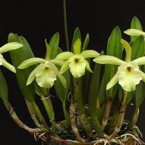 BRASSAVOLA GLAUCA MUDA