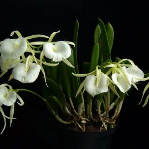 BRASSAVOLA NODOSA MUDA 5 A 10 CM