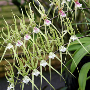 BRASSIA VERRUCOSA