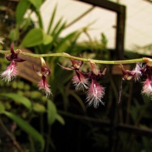 BULBOPHYLLUM SALTATORIUM ESPECIE ADULTA