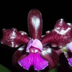CATTLEYA LEOPOLDI DARK PRINCESS - PRÉ ADULTA
