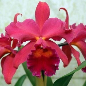 BLC. PUMPKIN FESTIVAL ADULTA