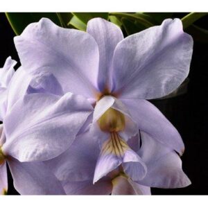 CATLEYA NOBILIOR COERULEA 5 A 10 CM MUDA 5 A 10 CM