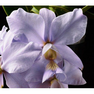 CATLEYA NOBILIOR COERULEA 5 A 10 CM MUDA 5 A 10 CM