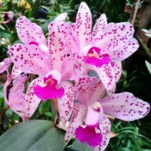 C AMETHYSTOGLOSSA NBS